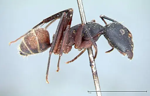 Camponotus cruentatus - FOCOL0099
