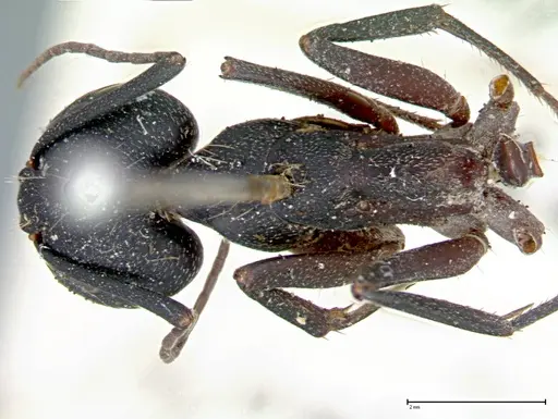 Camponotus cruentatus - FOCOL0100