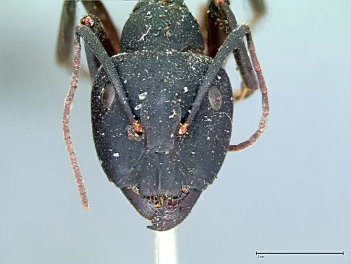 Camponotus cruentatus - FOCOL0100