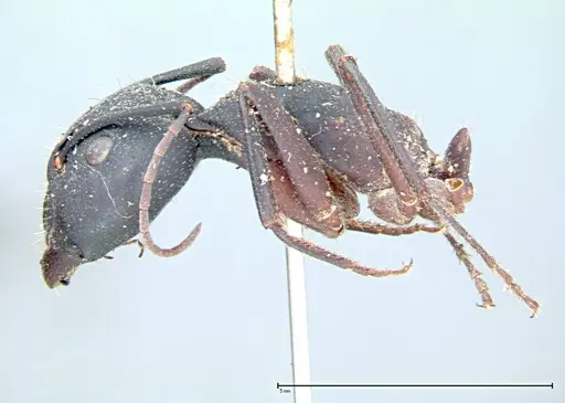 Camponotus cruentatus - FOCOL0100
