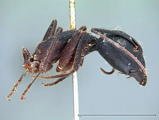 Camponotus cruentatus - FOCOL0100