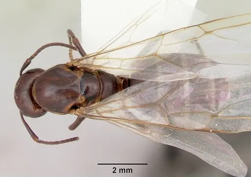 Camponotus cuauhtemoc specimen