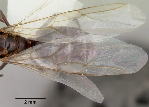 Camponotus cuauhtemoc specimen