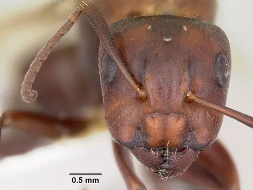 Camponotus cuauhtemoc specimen