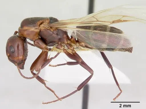 Camponotus cuauhtemoc - CASENT0103415
