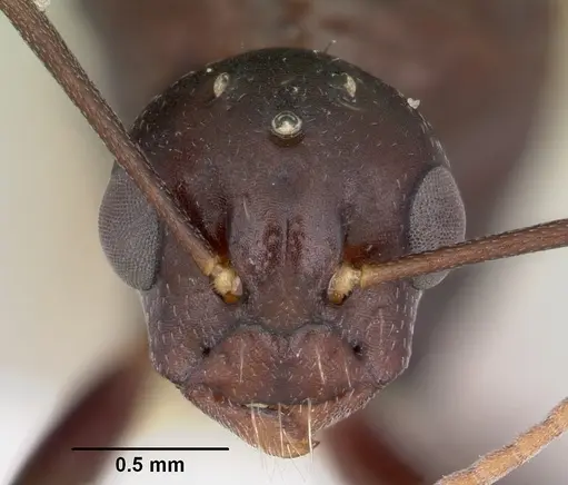 Camponotus cuauhtemoc - CASENT0103416