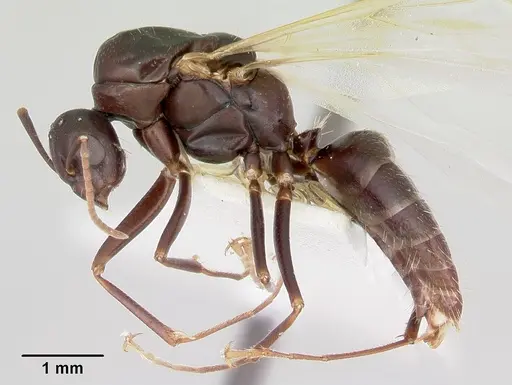 Camponotus cuauhtemoc - CASENT0103416