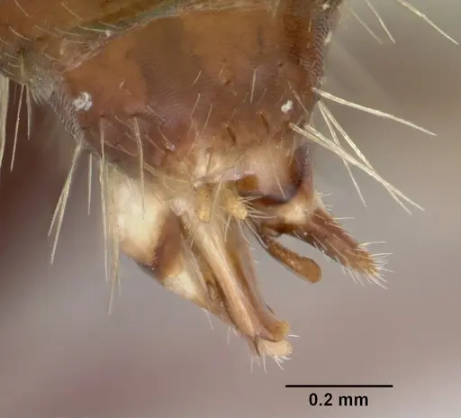 Camponotus cuauhtemoc - CASENT0103416