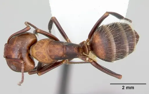 Camponotus cuauhtemoc - CASENT0103417