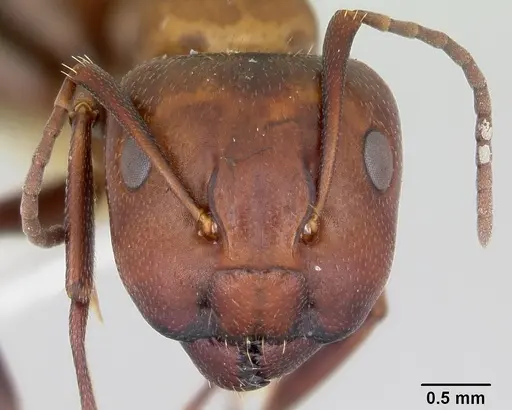 Camponotus cuauhtemoc - CASENT0103417