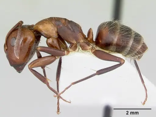 Camponotus cuauhtemoc - CASENT0103417