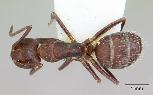 Camponotus cuauhtemoc - CASENT0103418