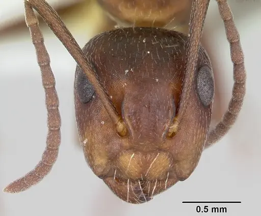 Camponotus cuauhtemoc - CASENT0103418