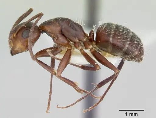 Camponotus cuauhtemoc - CASENT0103418