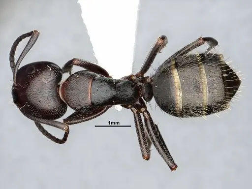 Camponotus cuauhtemoc - CASENT4031318