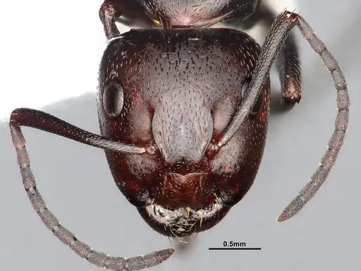 Camponotus cuauhtemoc - CASENT4031318