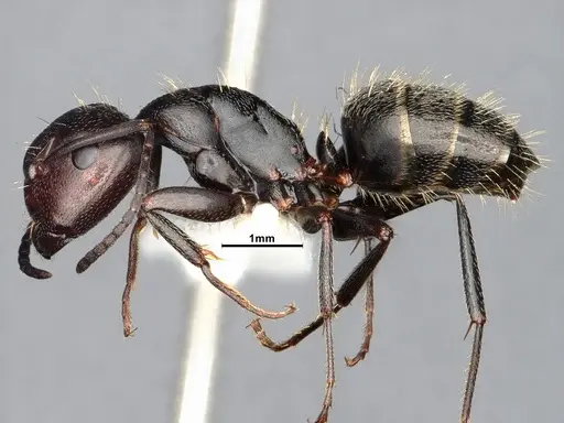 Camponotus cuauhtemoc - CASENT4031318