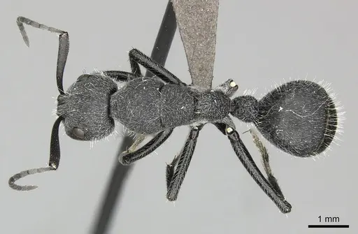 Camponotus cubangensis specimen