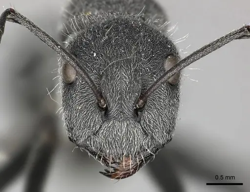 Camponotus cubangensis specimen