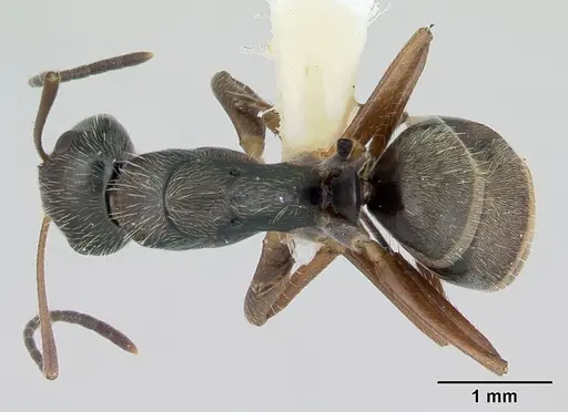 Camponotus cuneidorsus specimen