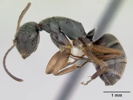 Camponotus cuneidorsus specimen