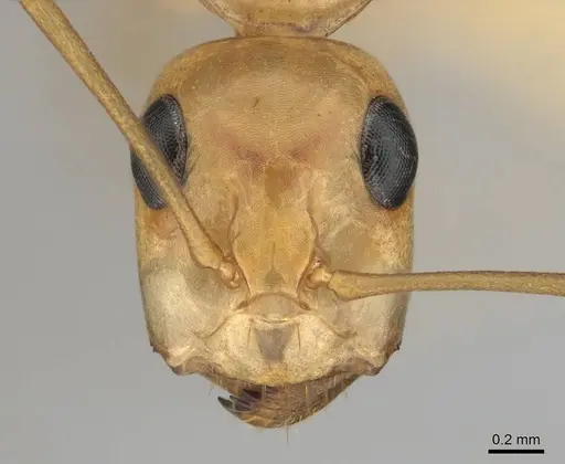 Camponotus cuneiscapus specimen