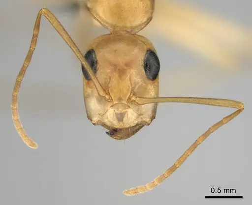 Camponotus cuneiscapus specimen