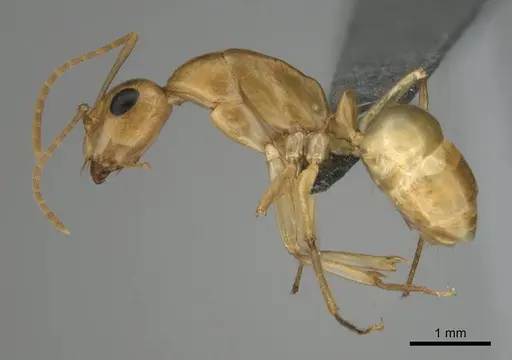 Camponotus cuneiscapus - CASENT0254510
