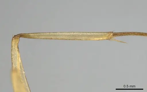 Camponotus cuneiscapus - CASENT0254510