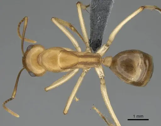 Camponotus cuneiscapus - CASENT0785988