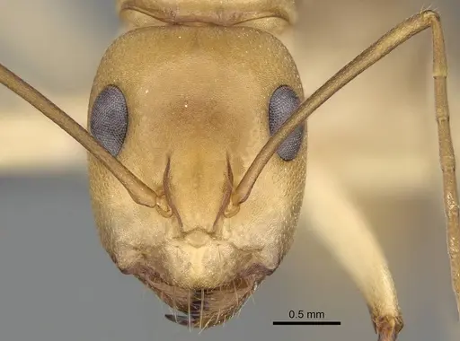 Camponotus cuneiscapus - CASENT0785988