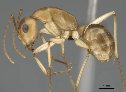 Camponotus cuneiscapus - CASENT0785988