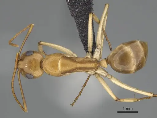 Camponotus cuneiscapus - CASENT0822215