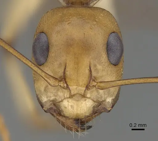 Camponotus cuneiscapus - CASENT0822215