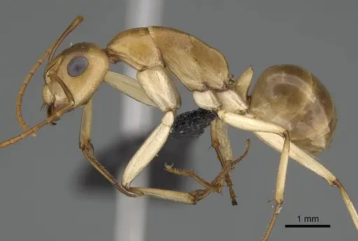 Camponotus cuneiscapus - CASENT0822215