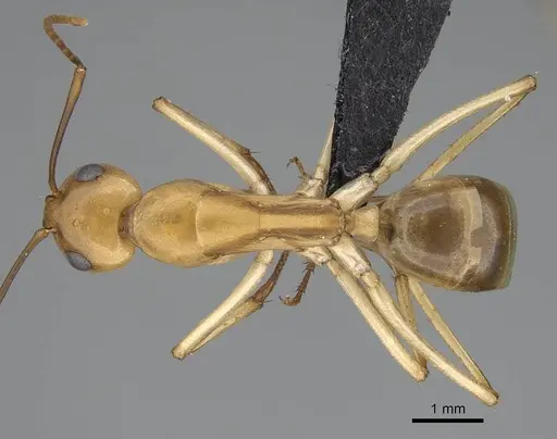 Camponotus cuneiscapus - CASENT0822216