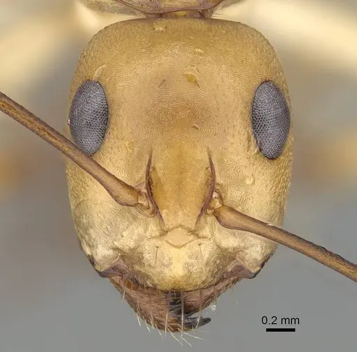 Camponotus cuneiscapus - CASENT0822216