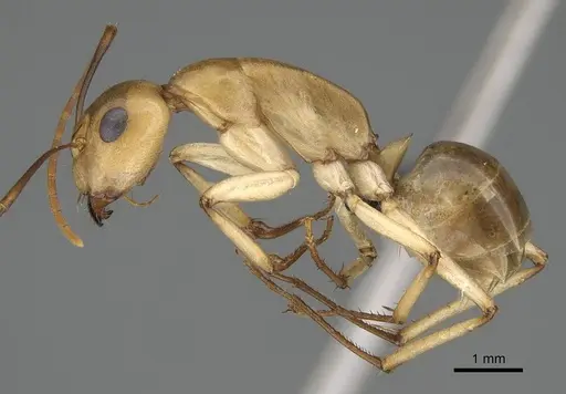Camponotus cuneiscapus - CASENT0822216