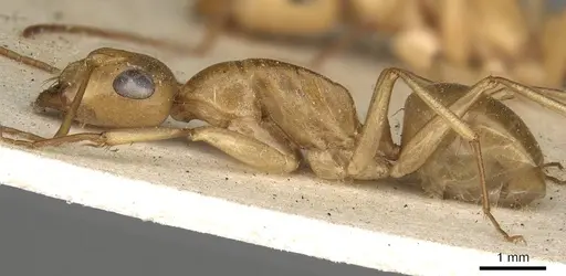 Camponotus cuneiscapus - CASENT0906885