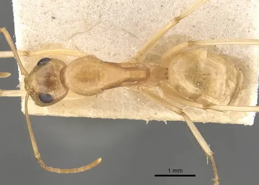 Camponotus cuneiscapus - CASENT0910577