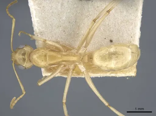 Camponotus cuneiscapus - CASENT0917167