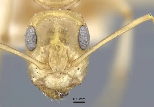 Camponotus cuneiscapus - CASENT0917167