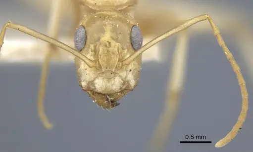 Camponotus cuneiscapus - CASENT0917167