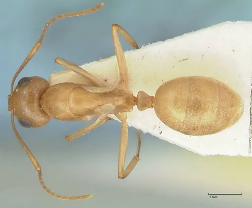 Camponotus cuneiscapus - FOCOL2268