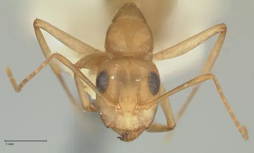 Camponotus cuneiscapus - FOCOL2268