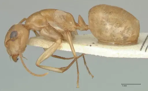 Camponotus cuneiscapus - FOCOL2268
