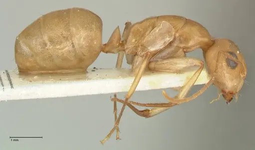 Camponotus cuneiscapus - FOCOL2268