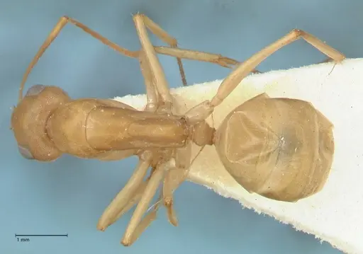 Camponotus cuneiscapus - FOCOL2269