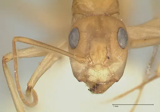 Camponotus cuneiscapus - FOCOL2269