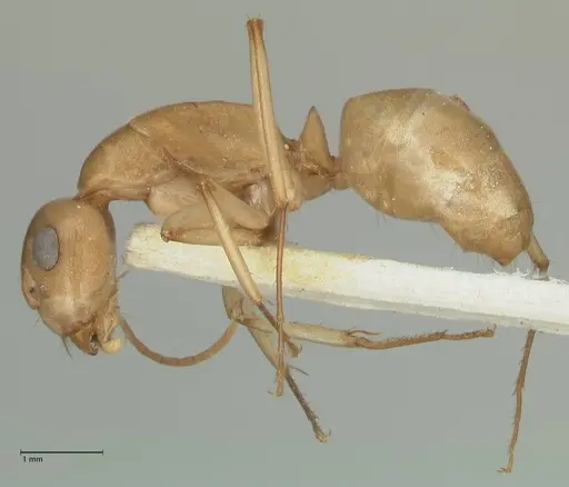 Camponotus cuneiscapus - FOCOL2269